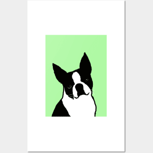 Boston terrier Posters and Art